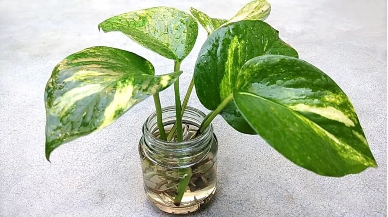 Money Plant Vastu Tips: घर में मनी प्लांट लगाते समय याद रखें यह 5 टिप्स