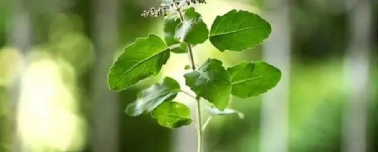 Benefits Of Tulsi: जानिए तुलसी खाने के 5 बड़े फायदे