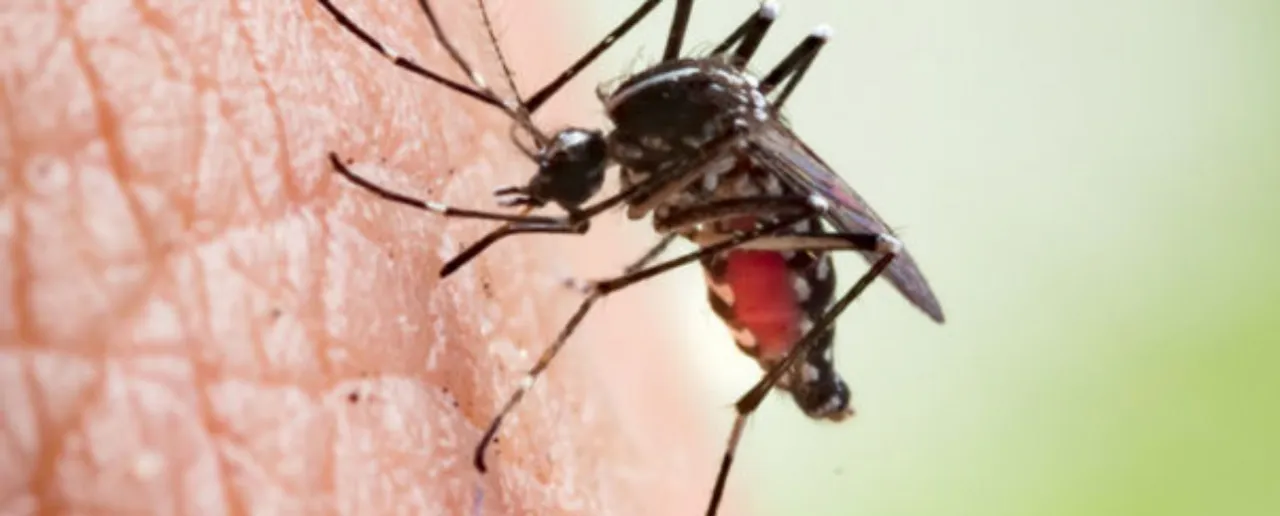 Mosquito Bite: इन घरेलू उपायों से भगाएं मच्छरों को