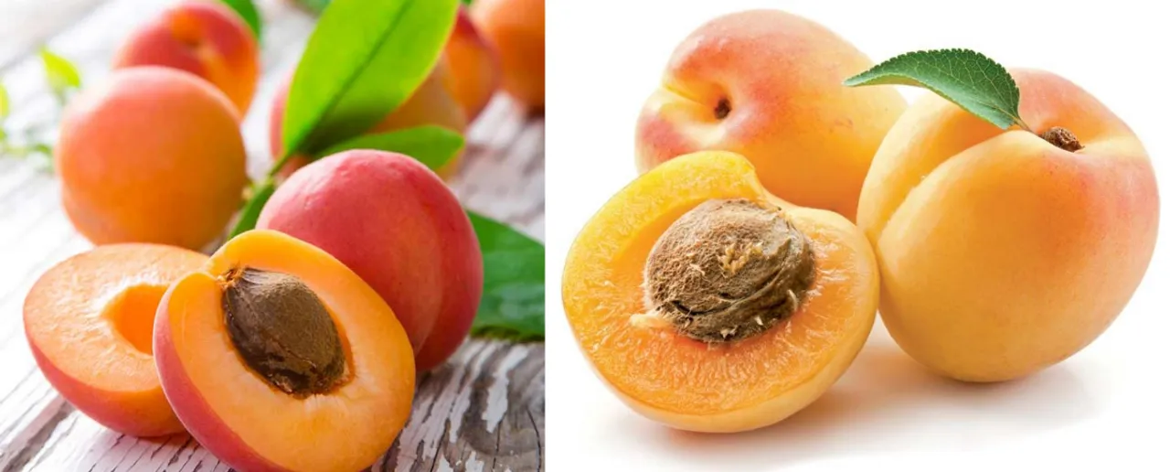Benefits Of Apricot: पाचन बढ़ाने सहित जानें खुबानी खाने के अन्य फायदे