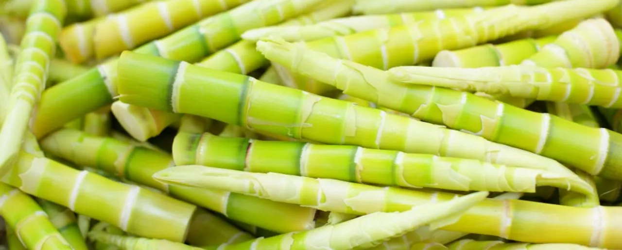 Eating Bamboo: वेट लॉस और हार्ट हेल्थ के लिए जरूरी है बांस