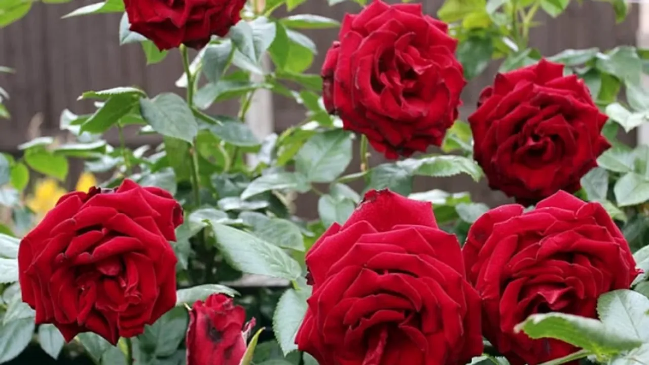 Rose Uses And Benefits: जानें गुलाब के प्रयोग और फ़ायदे हमारी सेहत पर