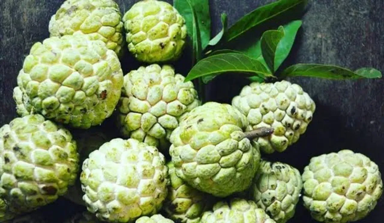 Benefits Of Sitaphal: सर्दियों के इस फल के 5 बड़े बेनिफिट्स जरूर पढ़िए