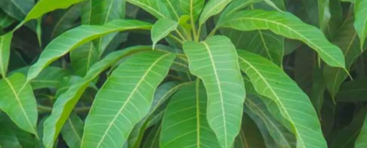 Mango Leaf: जानें आम के पत्तों के बेहतरीन फ़ायदे
