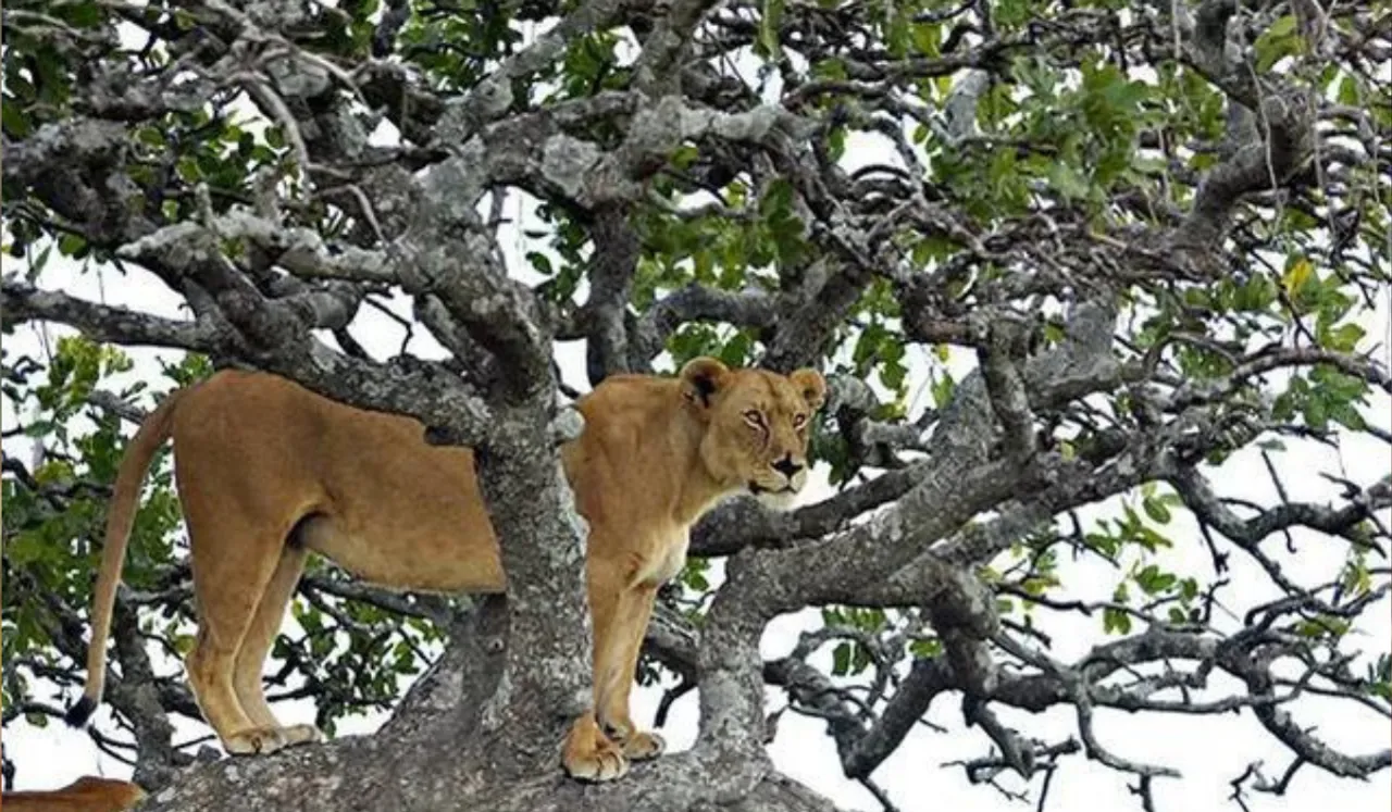 A lioness killed a 5 year old girl in Gujarat