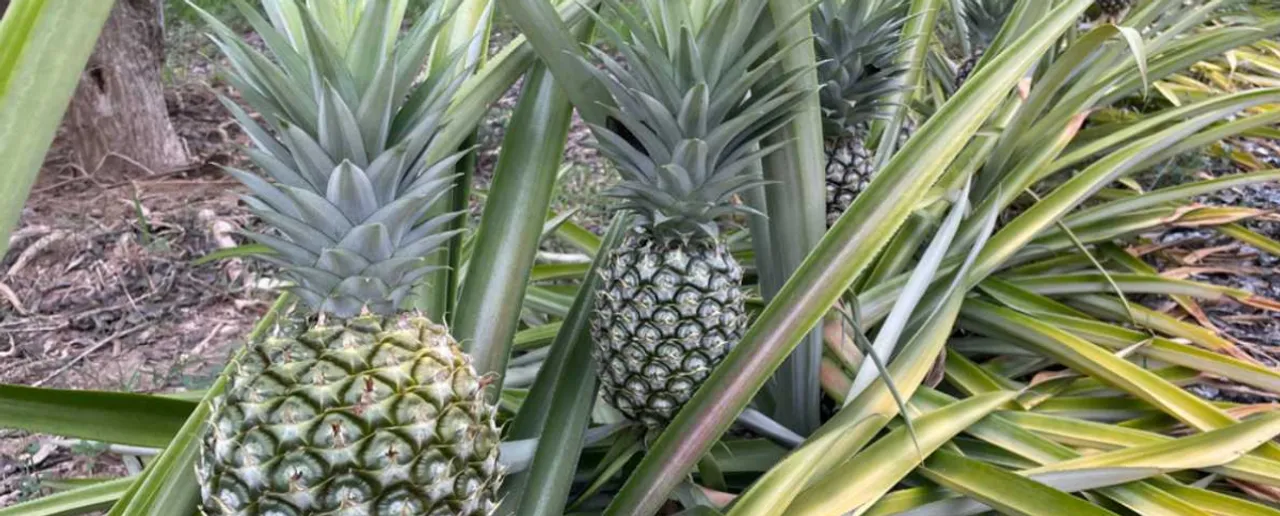 Pineapple Side Effects: बल्ड शुगर पैदा कर सकता है ज्यादा अनानास खाना