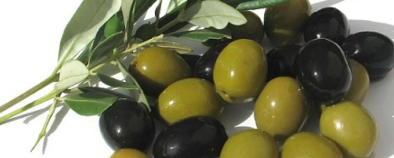 Benefits Of Olive: जानें क्या हैं ऑलिव के फायदे हमारे स्वास्थ्य पर