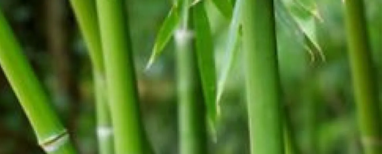 Benefits Of Bamboo Plants : घर पर बांस के पौधे लगाने के लाभ
