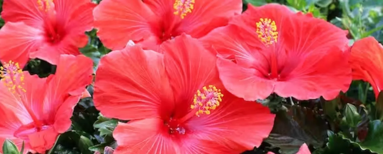 Hibiscus Flower: औषधीय गुणों से भरपूर है गुड़हल का फूल