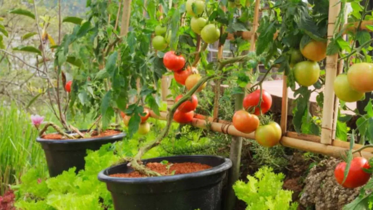 आपके Home Garden में उगायें ये 9 सब्जियों के पौधे