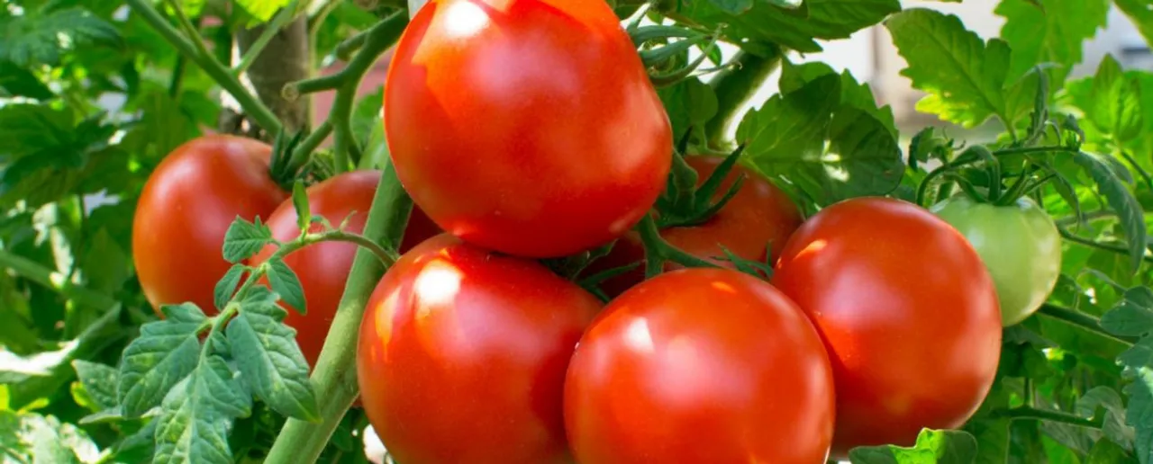 Tomatoes Benefits: जानें महिलाओं के लिए टमाटरों के फ़ायदे