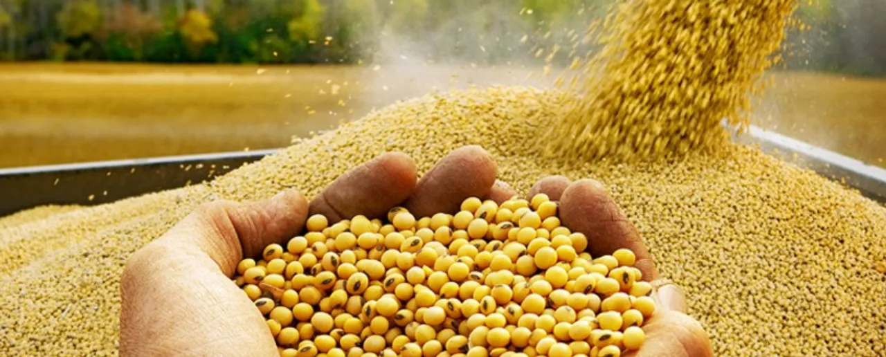 Soybean Benefits: नॉन वेज नहीं खाते तो जरूर खाएं सोयाबीन की दाल