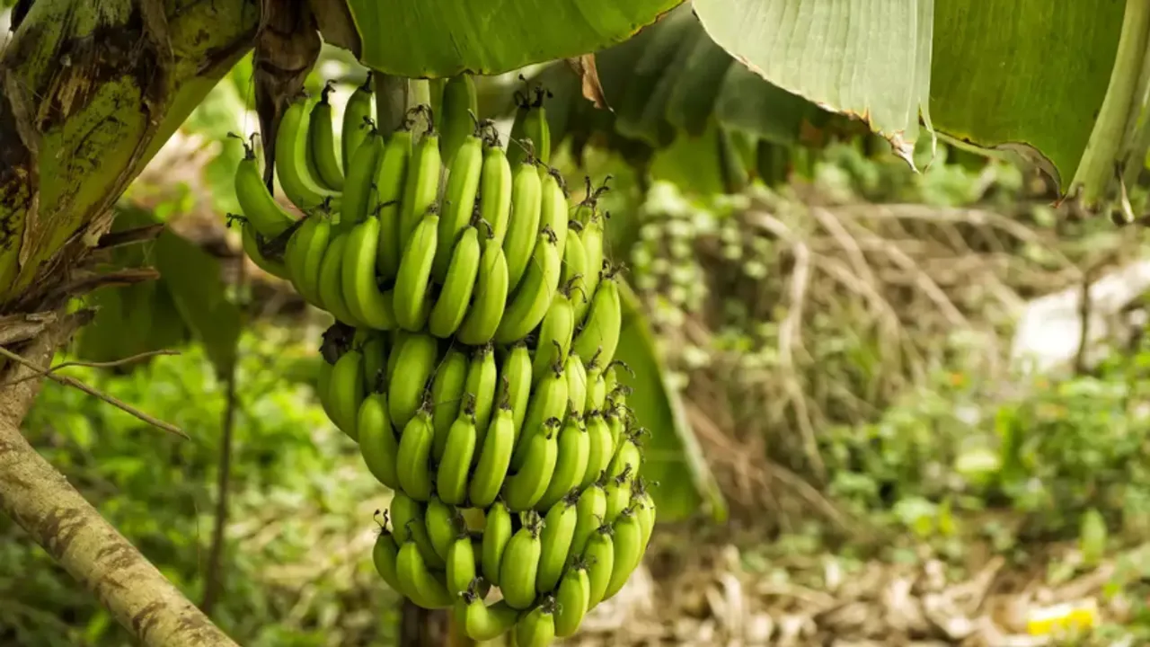 Banana Benefits: केला खाएंगे तो नहीं होगीं ये समस्याएं
