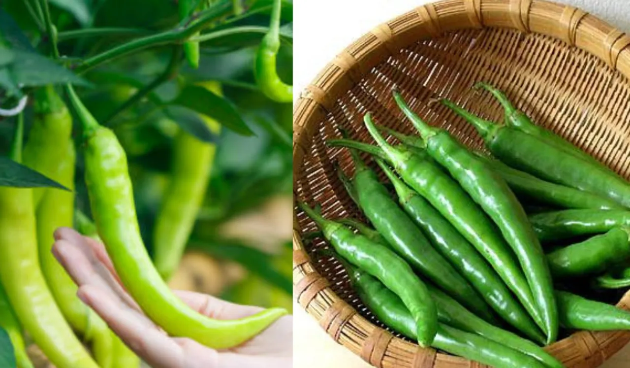 Benefits Of Green Chilli: जानिए डेली हरी मिर्च खाने के हेल्थ बेनेफिट्स