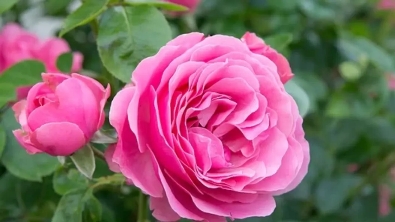 Grow Rose: गुलाब का पौंधा कलम से घर पर कैसे लगाएं