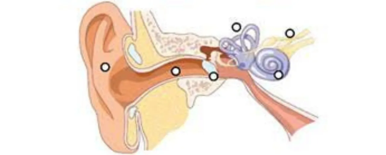 Ear Care: बहुत जरूरी है कानों की देखभाल हमारे शरीर में