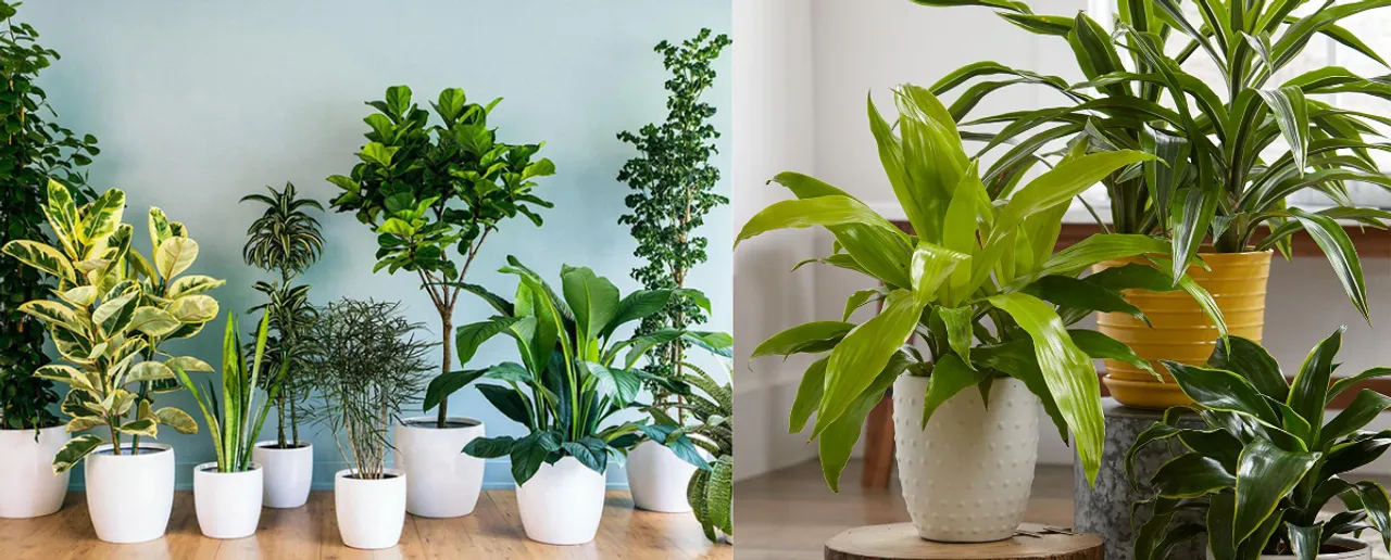 Plants Must In Your Home: तुलसी सहित जानिए घर के लिए जरूरी पौंधे