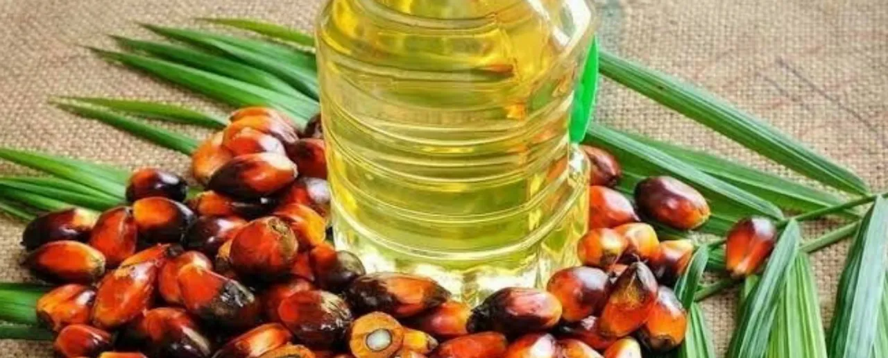 Palm Oil: एडिबल ऑयल में आने वाला पाम ऑयल के हैं बहुत से नुकसान