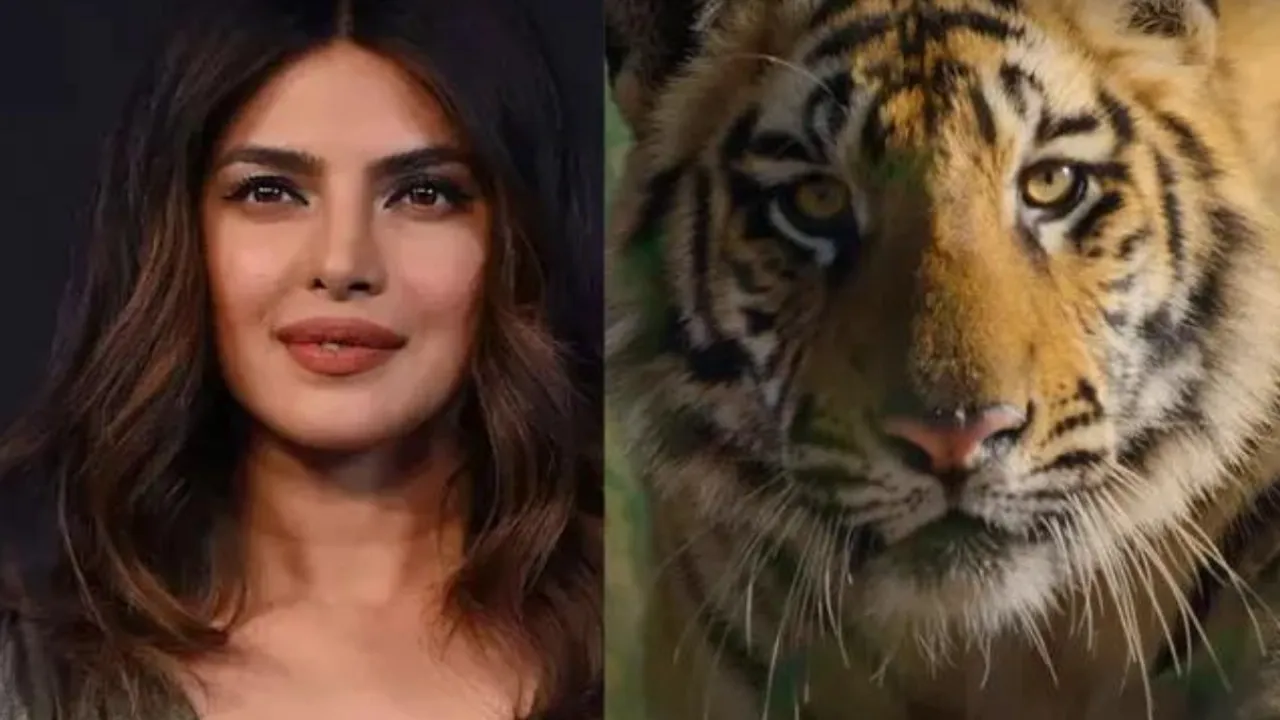 Priyanka Chopra देंगी आवाज डिज़्नी नेचर की नई डॉक्यूमेंट्री 'Tiger' में