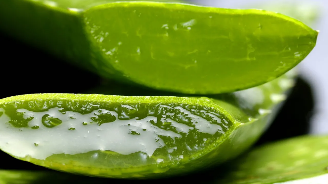 Aloe Vera 