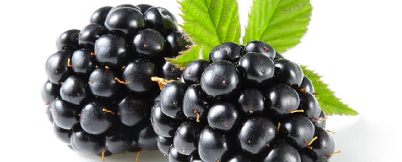 Blackberry img.png