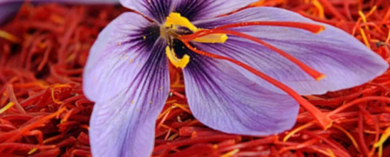 Saffron: जानें क्यों इतना कीमती है केसर और केसर के फायदे