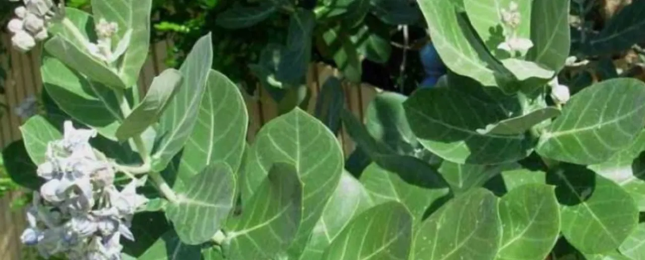 Aak Plant: बंजर भूमि में उगने वाला बहुत गुणकारी है आक या अकौआ का पेड़
