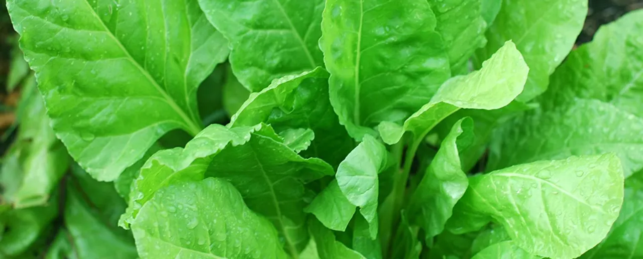 Benefits Of Spinach : जानिए पालक खाने के 5 बड़े फायदे