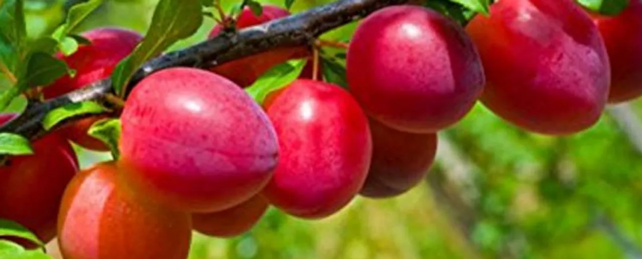 Plum Fruit: जानें आलू बुखारा या प्लम फल और इसके फायदे
