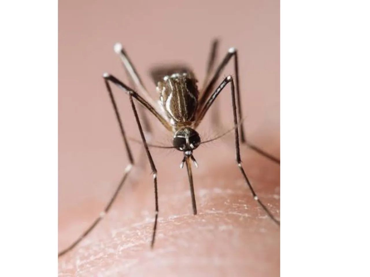 Dengue Prevention: जानिए अपने आप को डेंगू से कैसे सुरक्षित रखें