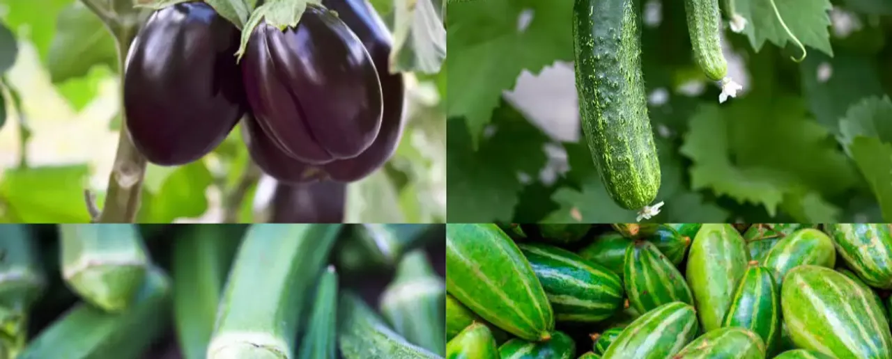 Summer Vegetables: गर्मियों में जरूर खाएं ये 5 सब्जियां