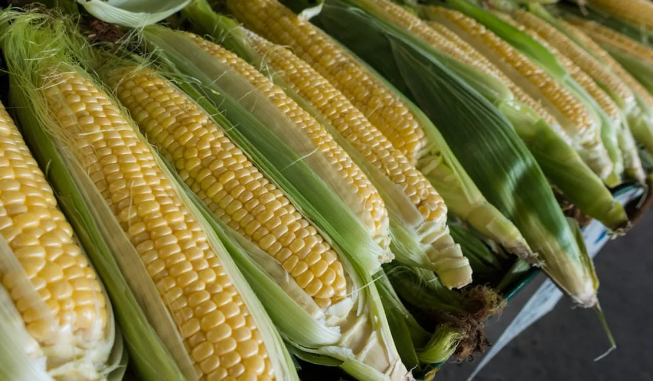 Corn Benefits: मानसून में भुट्टा खाने के 7 अद्भुत स्वास्थ्य लाभ