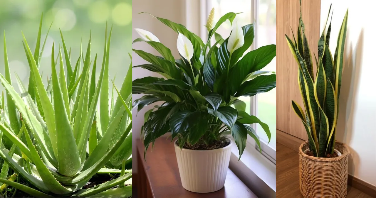 Indoor Plants: कुछ बेहतरीन घरेलू पौधे बिगिनर्स के लिए