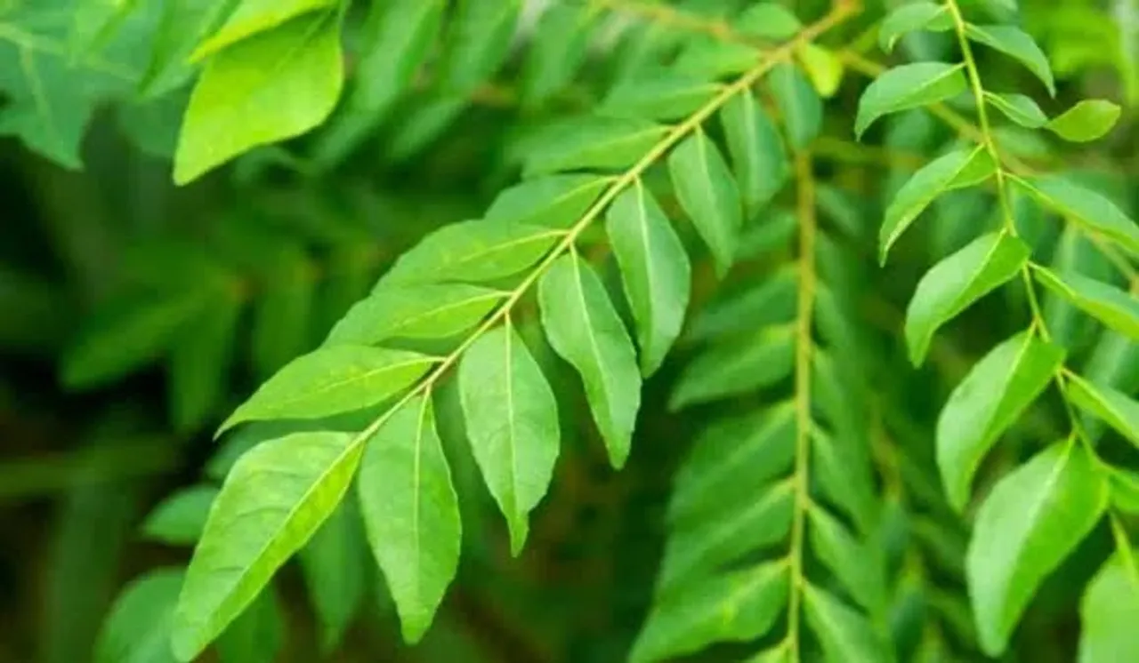 curry leaves