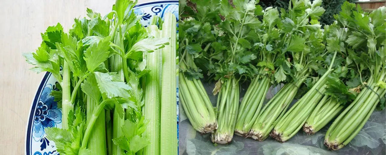 Benefits Of Celery: सूजन और वजन को कम करता है अजमोदा