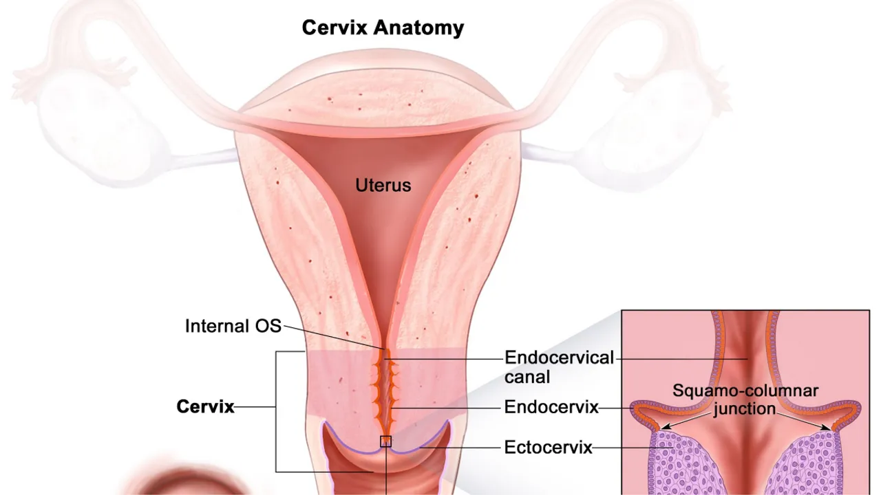 Cervix ( National Cancer Institute)
