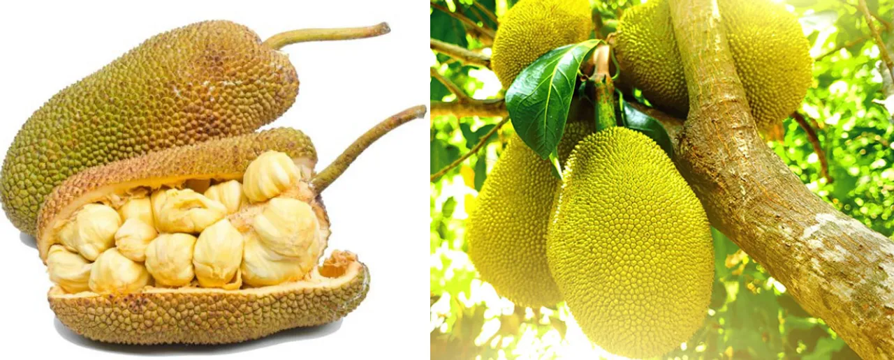 Benefits Of Jackfruit: आंखों सहित जानें कटहल खाने के 5 बड़े फायदे