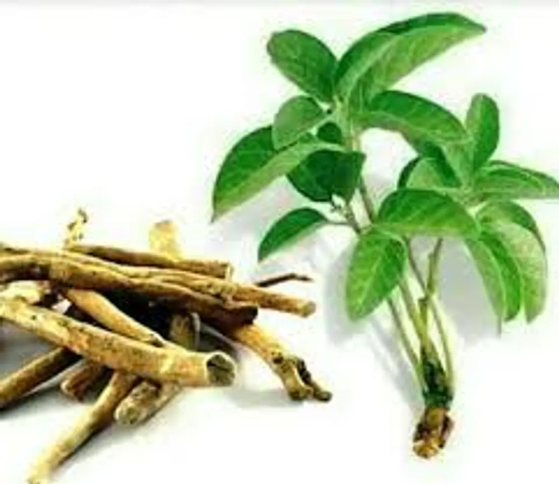 Benefits Of Ashwagandha: एक बार जरूर पढ़ें अश्वगंधा यह 5 बड़े फायदे