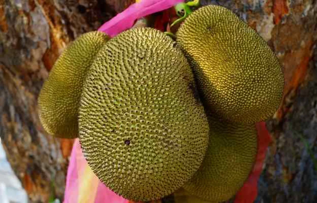 Jackfruit: कटहल खाने के फायदे और नुकसान 