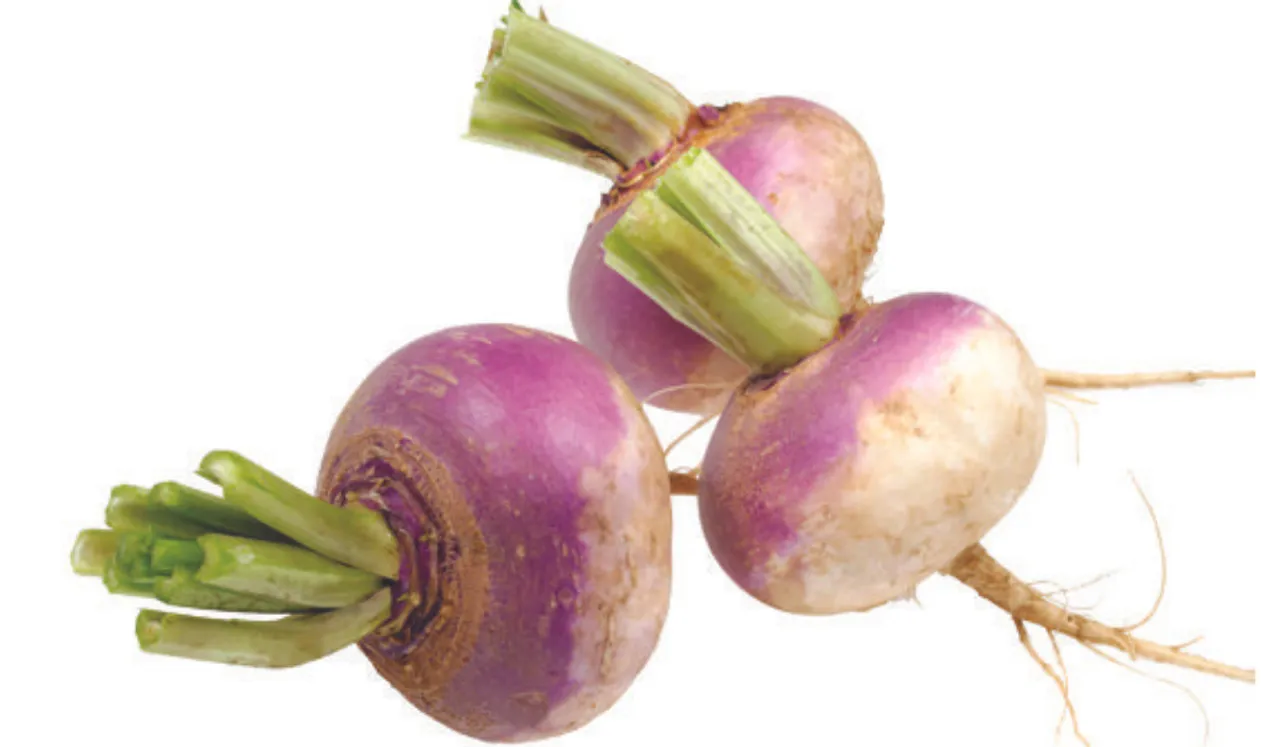 Benefits Of Shalgam (Turnip): क्यों है शलगम/ शलजम सर्दियों की आदर्श सब्जी 