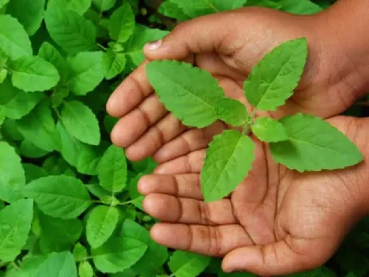 Benefits Of Tulsi: एक बार जरूर पढ़िए तुलसी के यह 6 बड़े फायदे