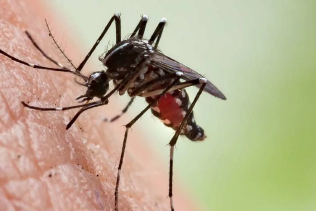 Dengu Cases Increasing In India: देश में बढ़ रहा है डेंगू का कहर, दिल्ली में चिकनगुनिया और मलेरिया से कई लोग पीड़ित