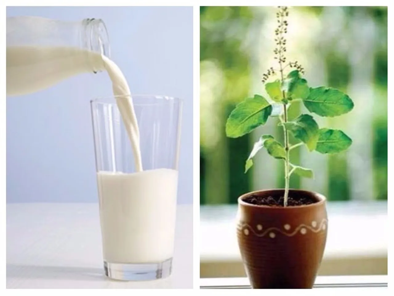 जानिए तुलसी वाला दूध पीने के फायदे