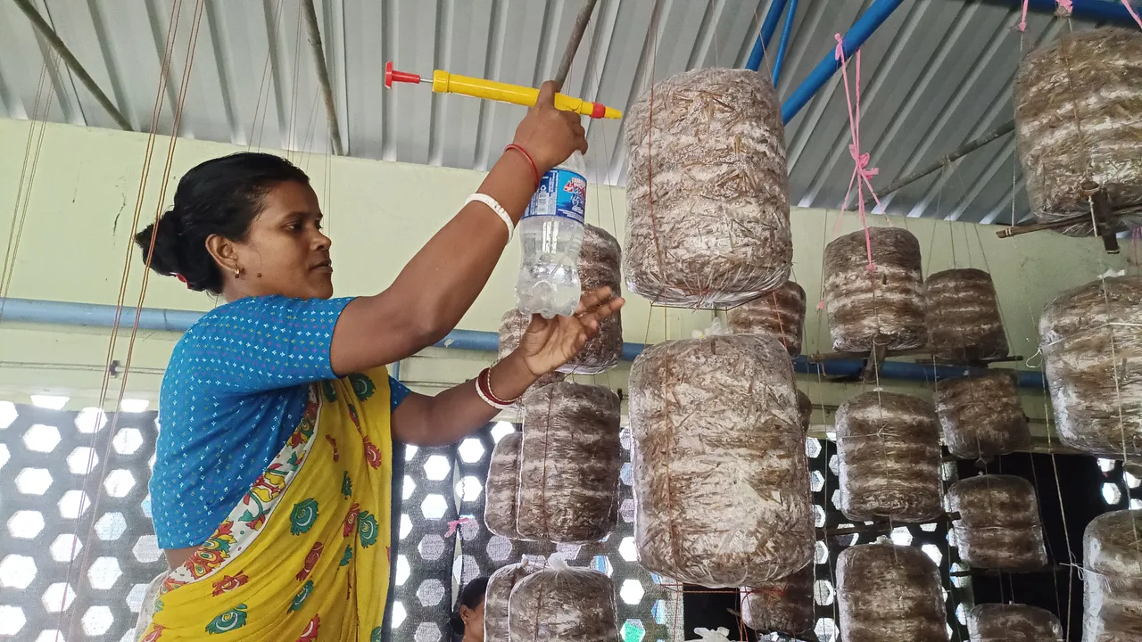 Mushroom Farming,west bengal news,মাশরুম চাষ