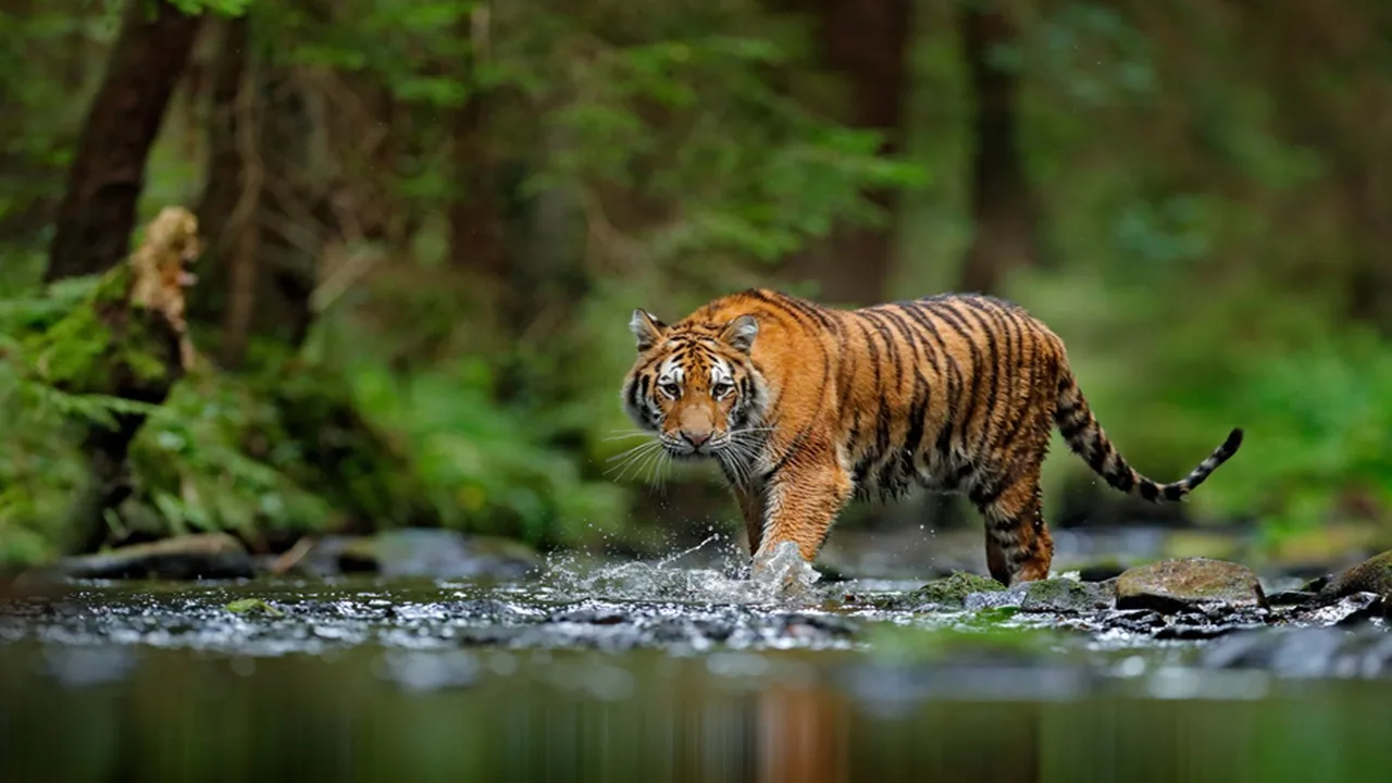 Tiger in Purulia,royal bengal tiger,purulia news,west bengal news today,latest bengali news,পুরুলিয়ায় বাঘ, রয়্যাল বেঙ্গল টাইগার