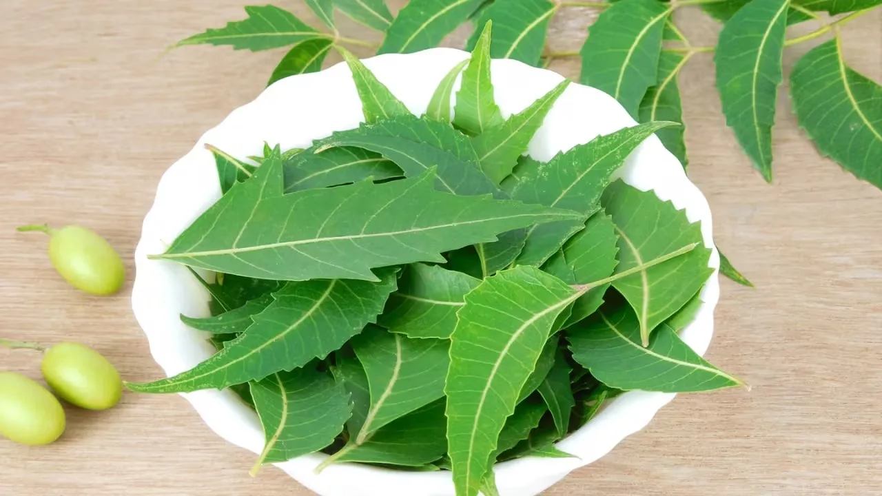 Neem leaf benefits: নিমপাতা আপনার পুরো শরীরে বিভিন্ন উপকার করে