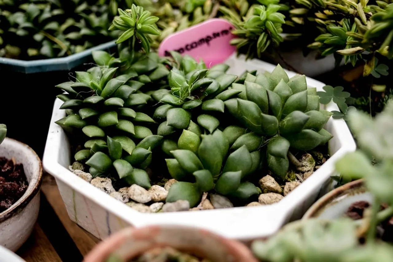Lucky Plant for home: ঘরে লক্ষ্মী কমল লাগানোর ১০টি অসাধারণ উপকারিতা