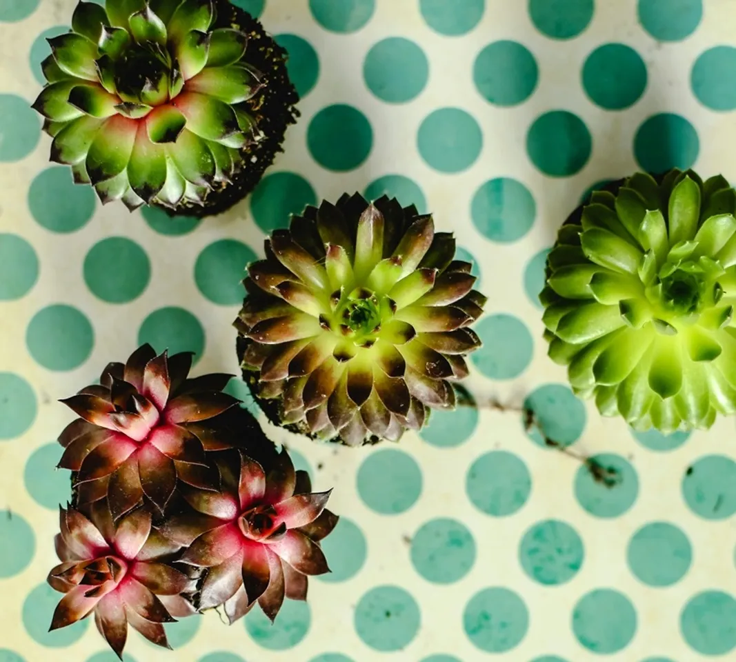 Lucky Plant for home: ঘরে লক্ষ্মী কমল লাগানোর ১০টি অসাধারণ উপকারিতা