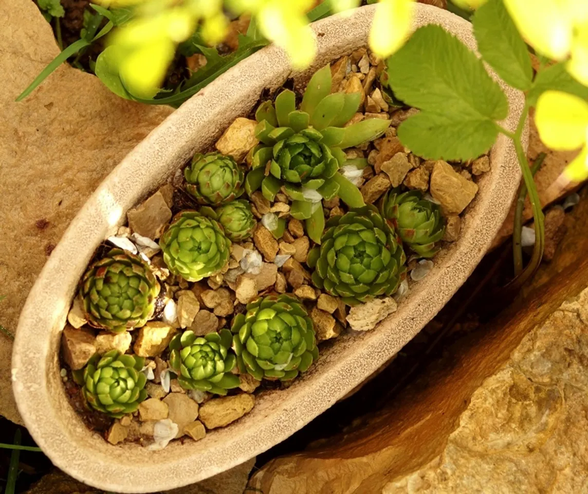Lucky Plant for home: ঘরে লক্ষ্মী কমল লাগানোর ১০টি অসাধারণ উপকারিতা