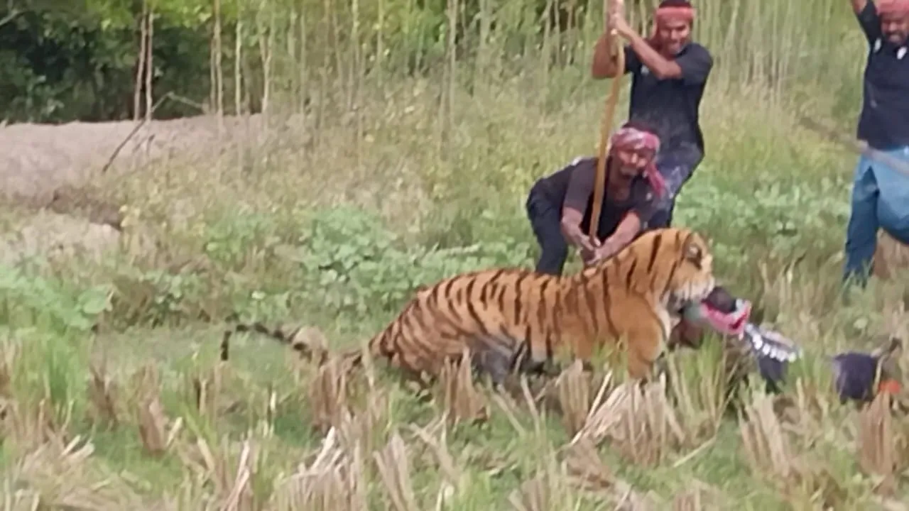 kultali tiger attack, Tiger, Tiger Attack, Royal Bengal Tiger, Royal Bengal Tiger Attack in Moipith, Sundarban, Forest Worker in Moipith, grabs him by Neck ,বাঘের হানা, বাঘের হামলা, বাঘ কামড়াল বনকর্মীকে 